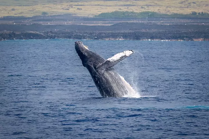Whale Watch Excursion from the Big Island