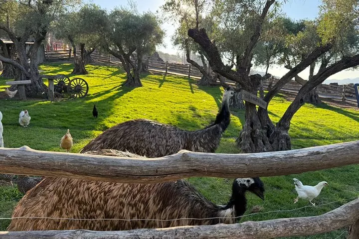 Private Luxury Car Tour in San Francisco Hotel Kabuki