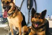 $20 For $40 Toward Grooming, Boarding Or Daycare - Second Medium