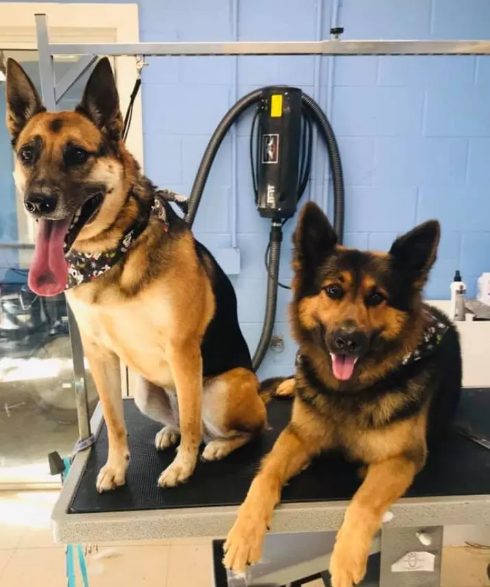 $20 For $40 Toward Grooming, Boarding Or Daycare