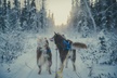 Alaskan Malamute Dog Sledding with Transportation in Alaska - Second Medium