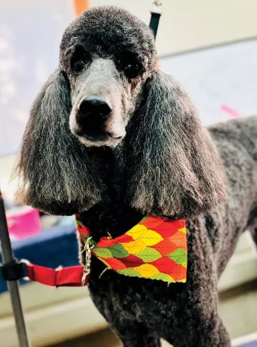 $25 For $50 Toward Any Grooming Service