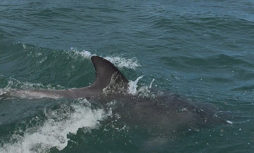Image 6: Jervis Bay and Shoalhaven South Coast NSW Private Tours