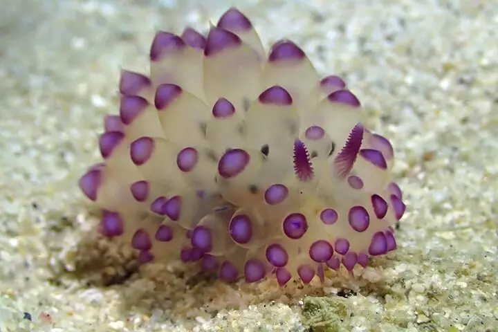 Experience Peanut Island Adventures with Go Pro