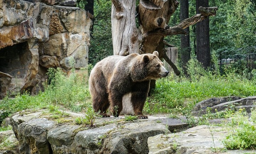 Image 6: Privater Transport zum Berliner Zoo