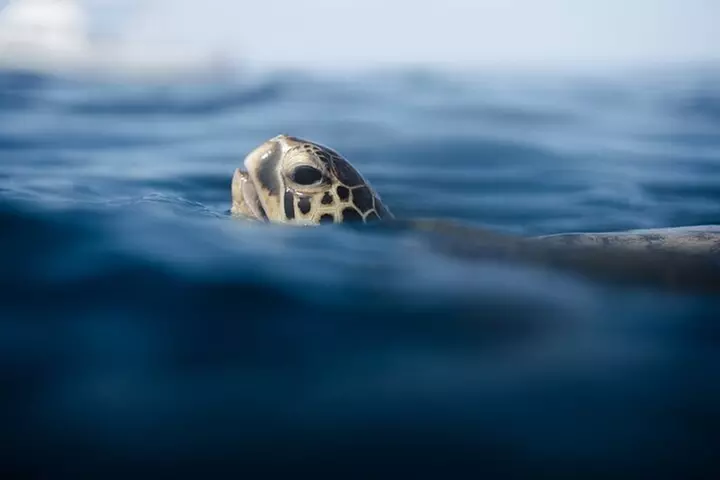 Turtle Canyon Snorkel in Waikiki, Oahu Semi Private
