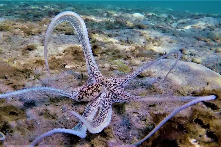 2 ½ - Hour Guided Snorkel Tour of Phil Foster park, Free Videos!