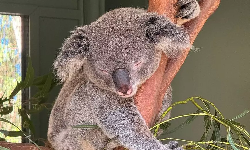 Image 34: PVT Guided Tour: Sydney Opera House and Featherdale Wildlife Park