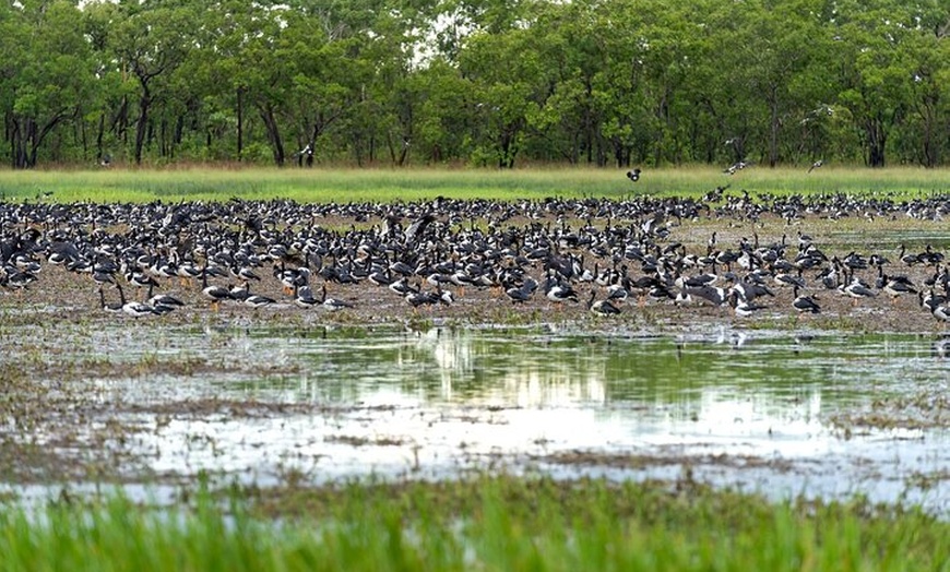 Image 11: Spectacular Jumping Crocodile Cruise with Darwin Transfer Bus