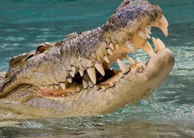 $18.50 for $37 worth of One Admission To The Alligator Farm - BLACKOUT DATES APPLY - Primary Image