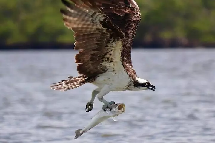 Easy Ride Pedal Kayak Tour Marco Island & Naples (Pedal or Paddle