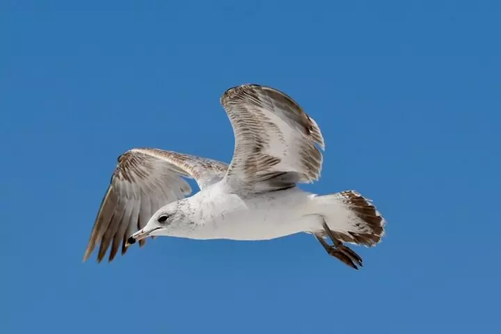 Easy Ride Pedal Kayak Tour Marco Island & Naples (Pedal or Paddle