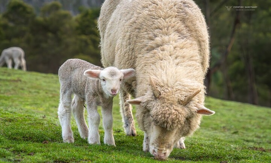 Image 5: Eventide Sanctuary Farm Tours and Richmond Old Town