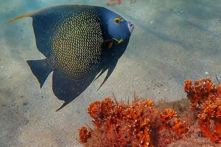 Experience Peanut Island Adventures with Go Pro