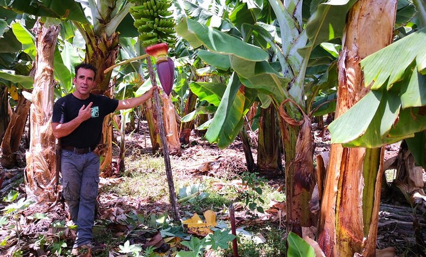 Image 5: Tour ecológico de cultivo de plátanos en La Palma