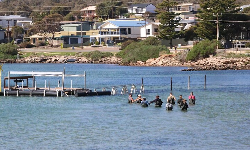 Image 7: Coffin Bay Oyster Farm Wading Tour & Tasting Experience