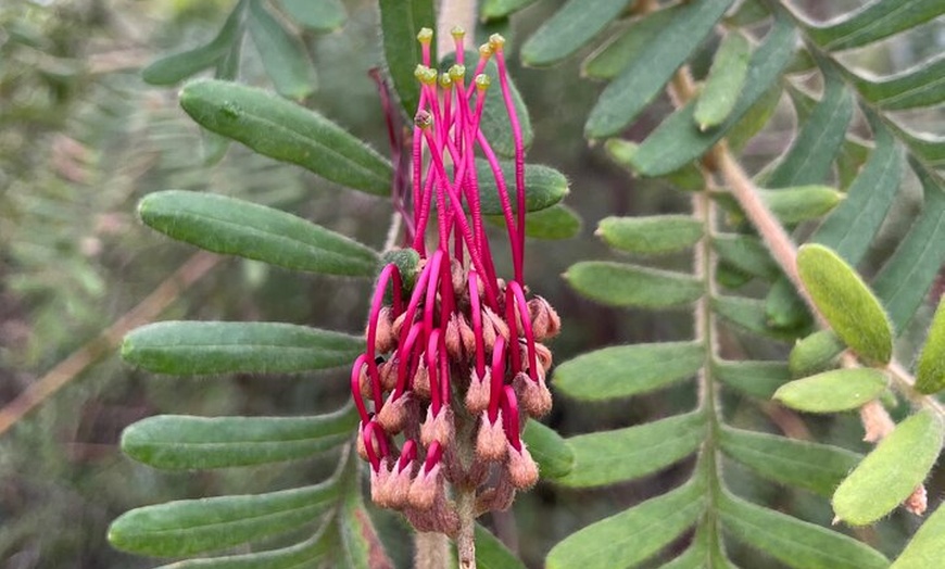 Image 8: Sydney Guided Wildlife Walk Explore Birds and Nature