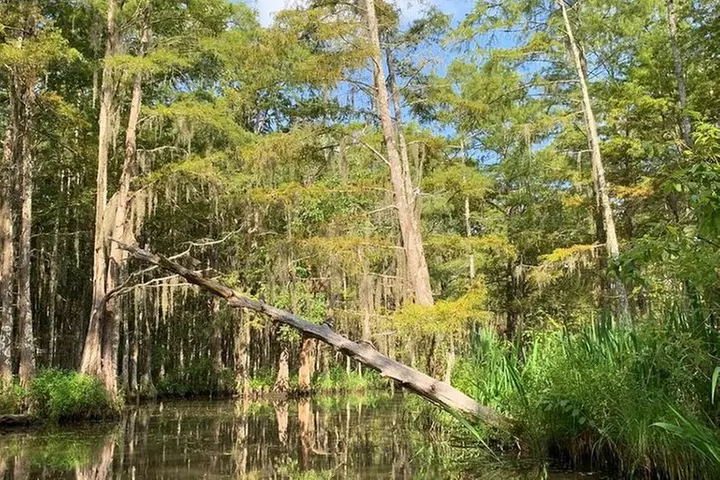 Honey Island Swamp Boat Tour - Second Medium