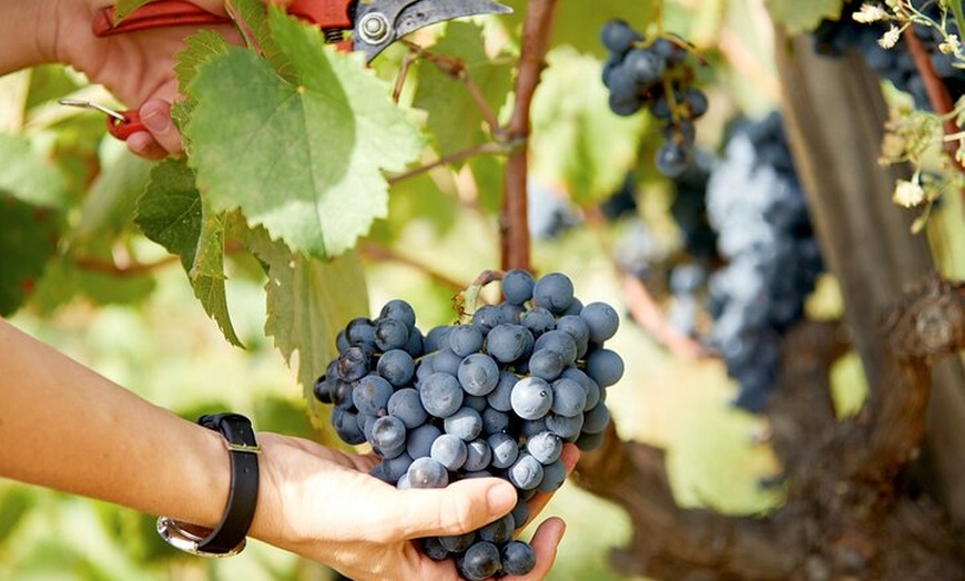 Image 6: Gaudí Unveiled & Premium Wine Escape - Tour Privado