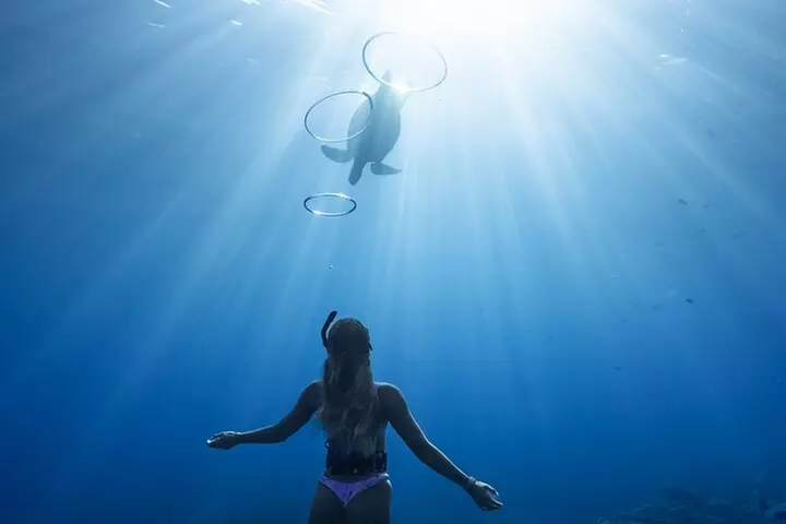 Private Kealakekua Bay Snorkel with Dolphin Watch