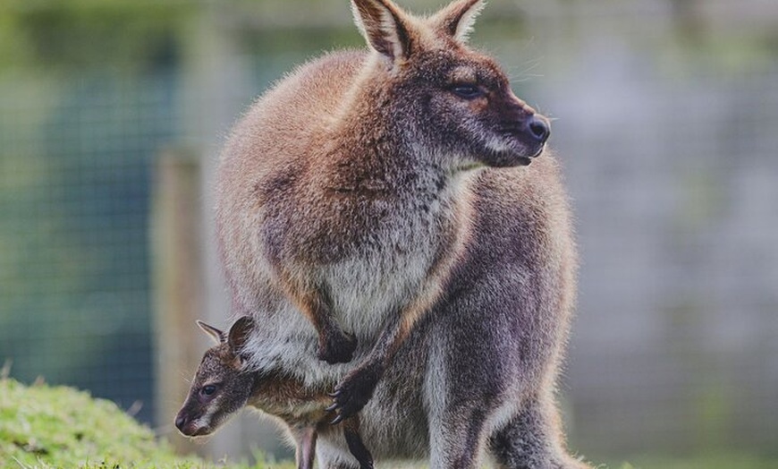 Image 5: Blue Mountains Day Tour : Featherdale & Bush walk (15 ppl LUX)