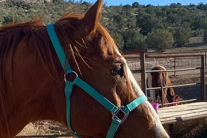 Grand Canyon ATV Tour + Horseback Riding Tour - Second Medium