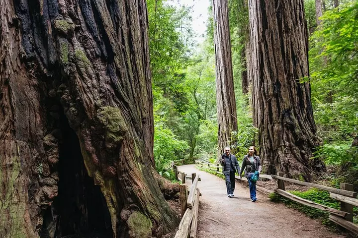 Muir Woods and Sausalito (Return by Bus or Ferry)