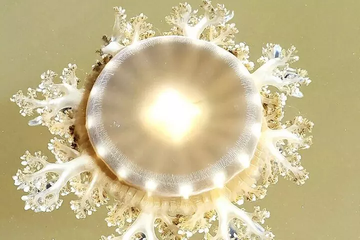 Guided Clear Kayak Eco-Tour of Jupiter