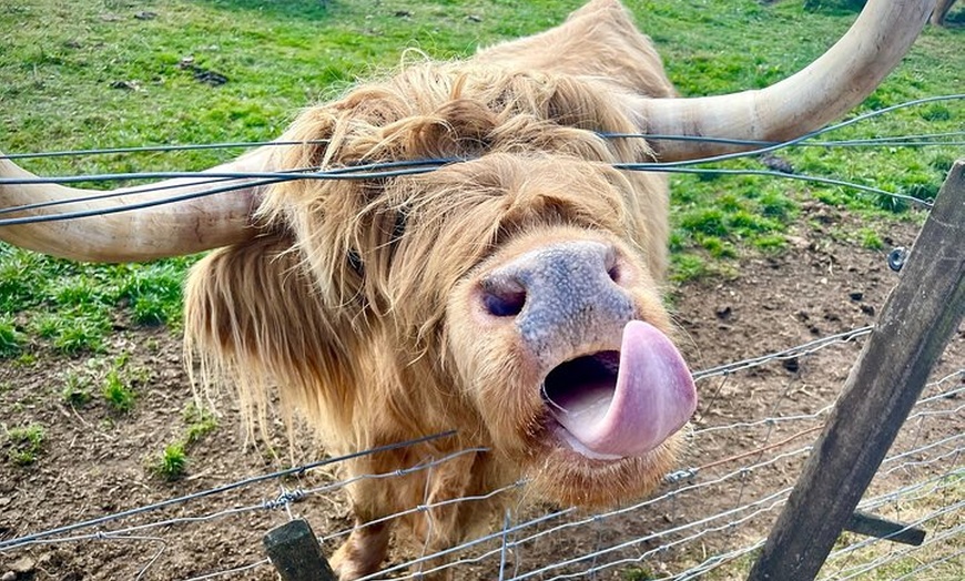 Image 10: Shore Tour from Invergordon Highland Highlights