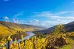 Mosel Bio-Weinprobe und Kellertour in Reil - Second Medium