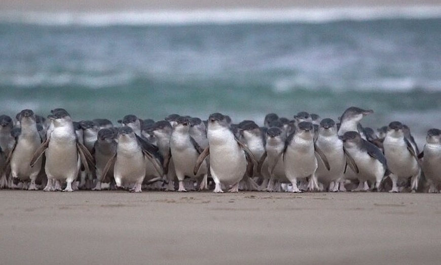 Image 15: Full-Day Phillip Island Tour with Kangaroo, Koala and Penguin Parade