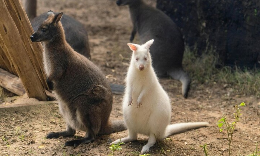 Image 4: Blue Mountains Day Tour -Scenic World, Koalas & Roos (10 ppl MAX)