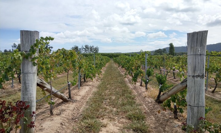 Image 5: Port Macquarie to Hunter Valley Tasting Day Wine/Beer/Cheese etc.