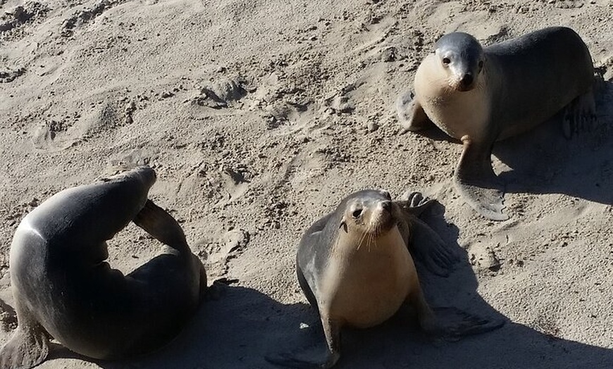 Image 4: Premium 2 Day Kangaroo Island Minibus Tour from Adelaide