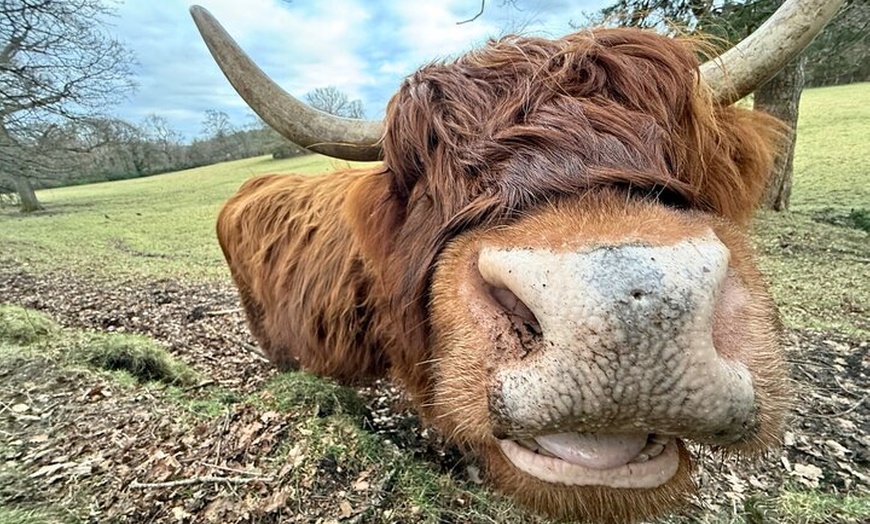 Image 19: Whisky Tour Oban Glencoe Lochs Castle Private Tour from Edinburgh