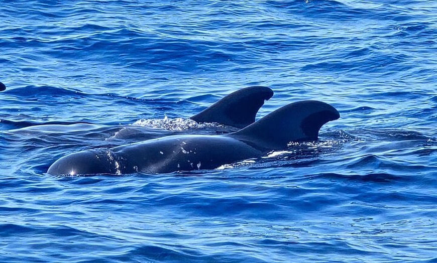 Image 6: Crucero con Bebidas, Avistamiento de Ballenas y Tiempo para Nadar