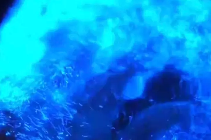 Florida Bioluminescence Kayaking Tour (Titusville)