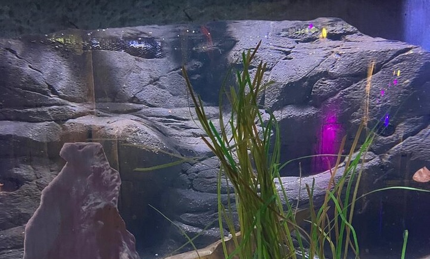 Image 27: London Walking Tour VIP