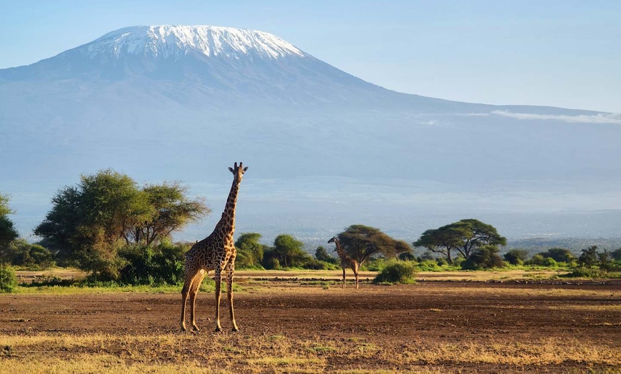 Image 8: ✈ TANZANIE | Du Kilimanjaro à Nairobi - Safaris en Afrique entre la...