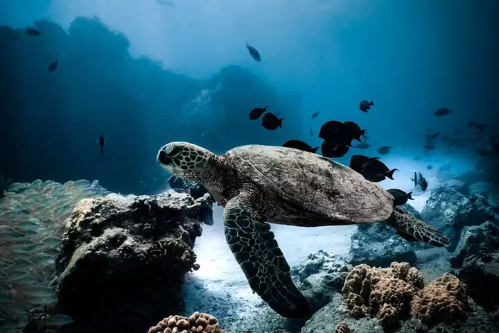 Night-Time Snorkel at TurtleTown with Stars, Lights, and Photos - Primary Image