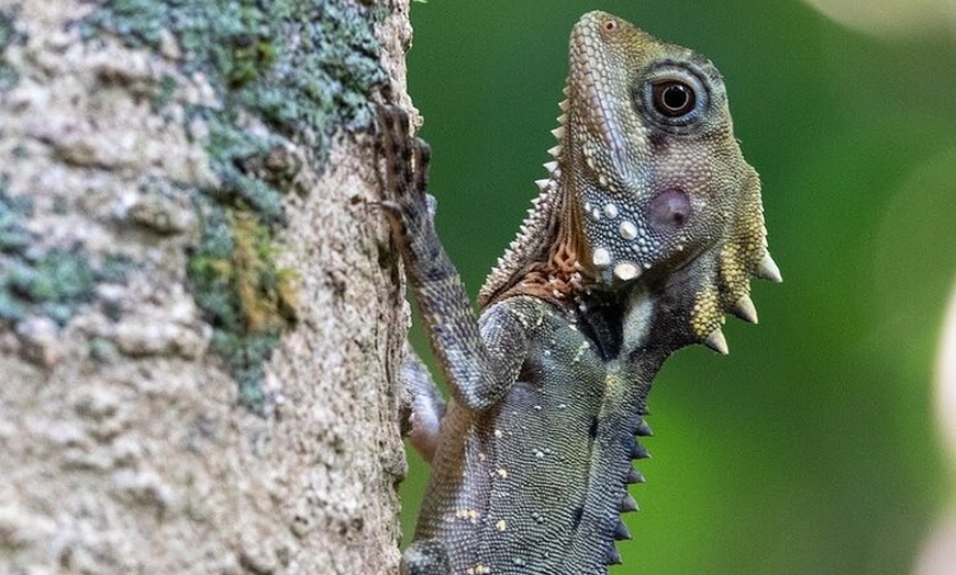 Image 17: Private Guided Tour in Port Douglas and Surrounds