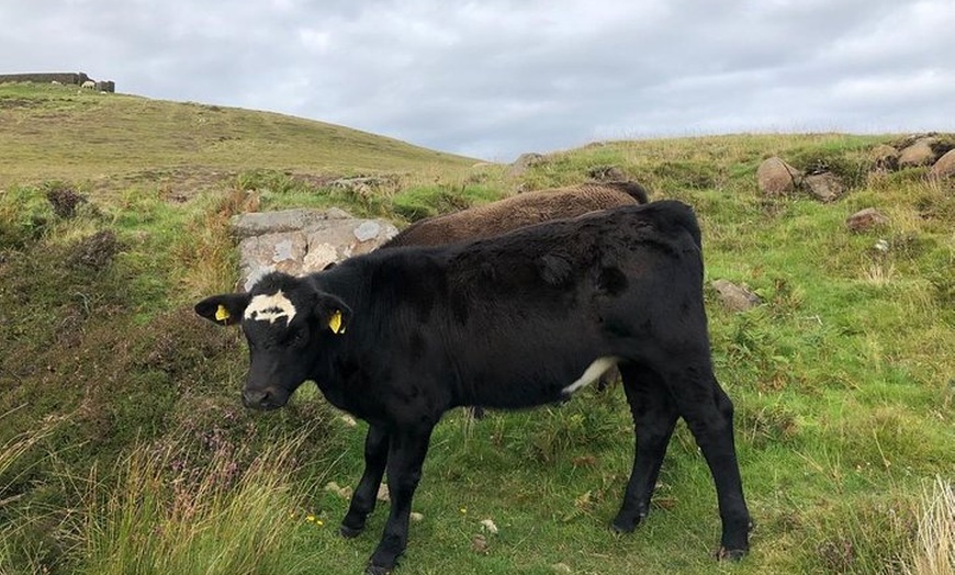 Image 14: 1 Day Tour from Portree - Best of Skye
