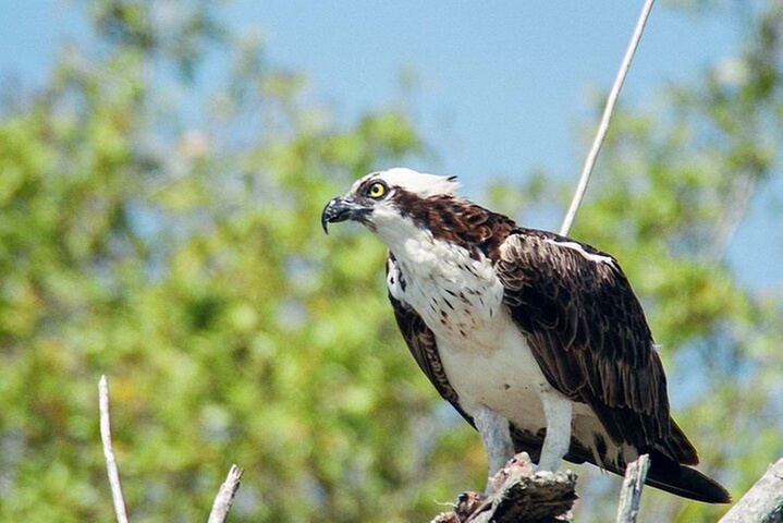 Everglades National Park Boat Tour