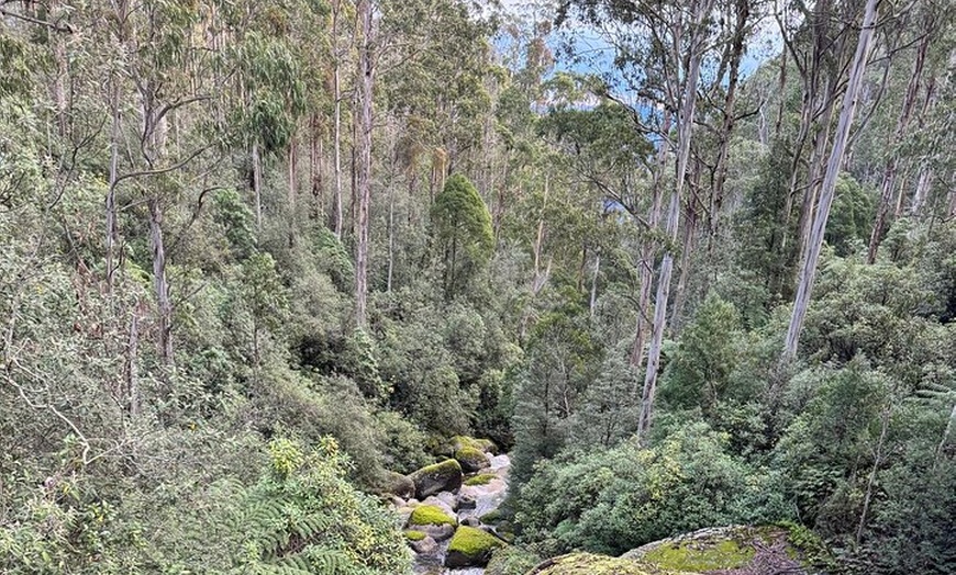 Image 7: Melbourne: Ultimate Mt Baw Baw Snow Private Tour Experience.