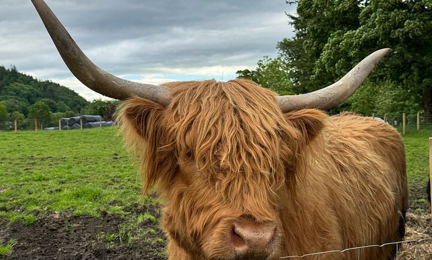 Image 2: The Highland Cows Experience in Scotland
