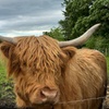 Image 2: The Highland Cows Experience in Scotland