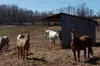 Blue Mountain Day Trip: Wine tasting, Horseback & Outdoor Fun!