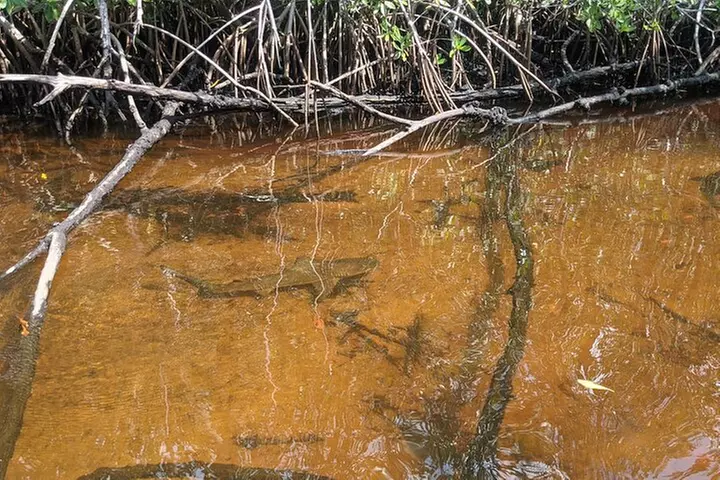 Manatees and Mangrove Tunnels Small Group Kayak Tour