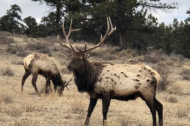 Private Day Tour From Denver to Estes Park and Rocky Mountain Natio...