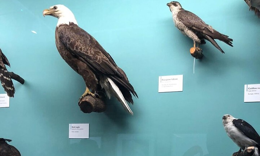 Image 47: London Walking Tour VIP